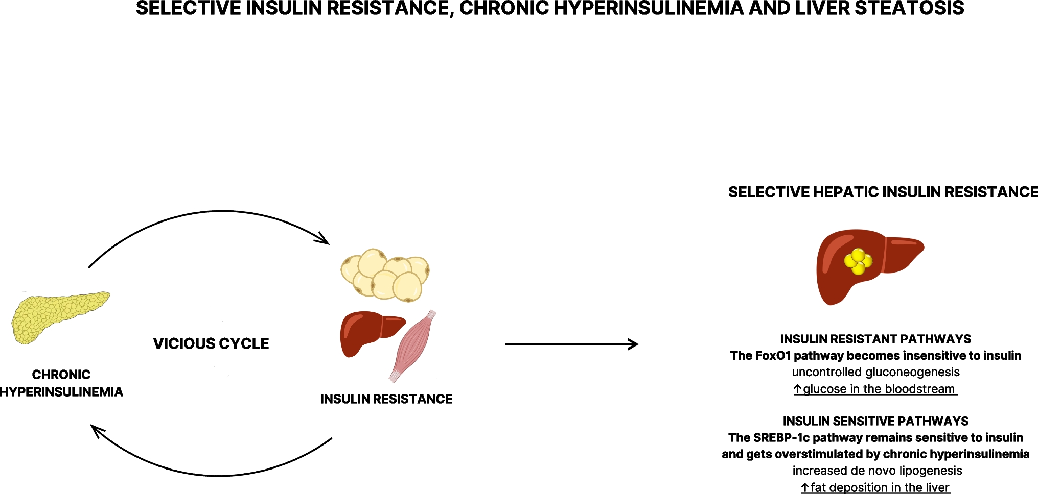 Nutritional Strategies for Battling Obesity-Linked Liver Disease: the Role of Medical Nutritional Therapy in Metabolic Dysfunction-Associated Steatotic Liver Disease (MASLD) Management