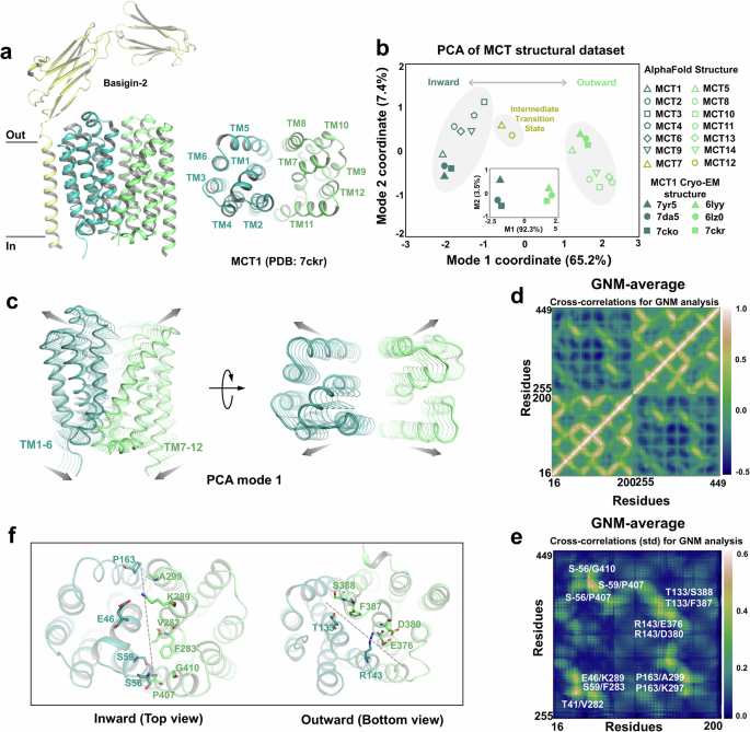 Transport mechanism and drug discovery of human monocarboxylate transporter 1