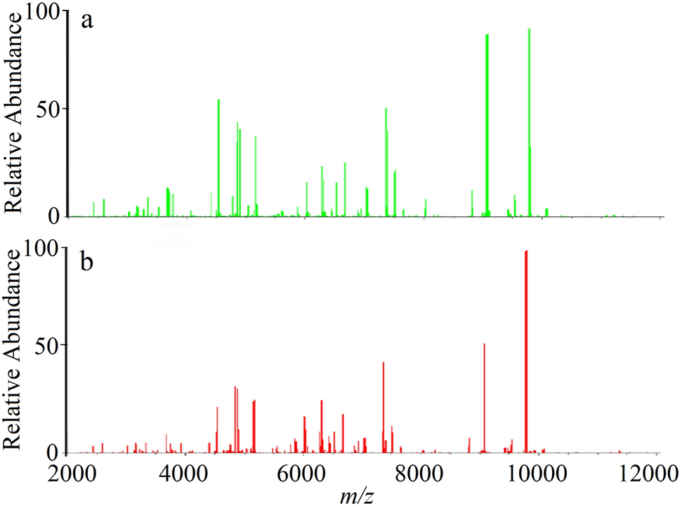 Typing Brucella Species by MALDI-TOF Mass Spectrometry Combined with Machine Learning