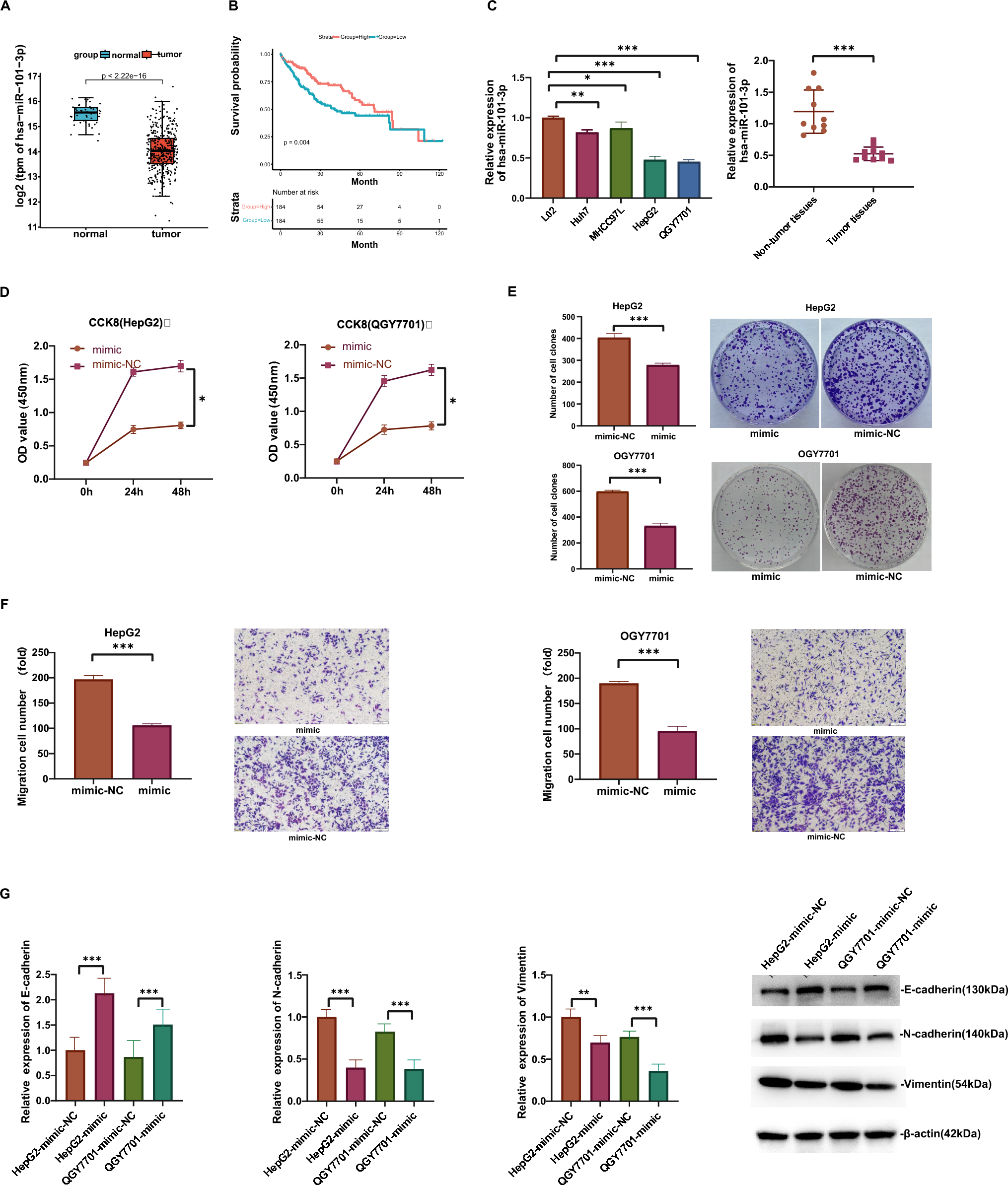 MiR-101-3p targets the PI3K-AKT signaling pathway via Birc5 to inhibit invasion, proliferation, and epithelial–mesenchymal transition in hepatocellular carcinoma