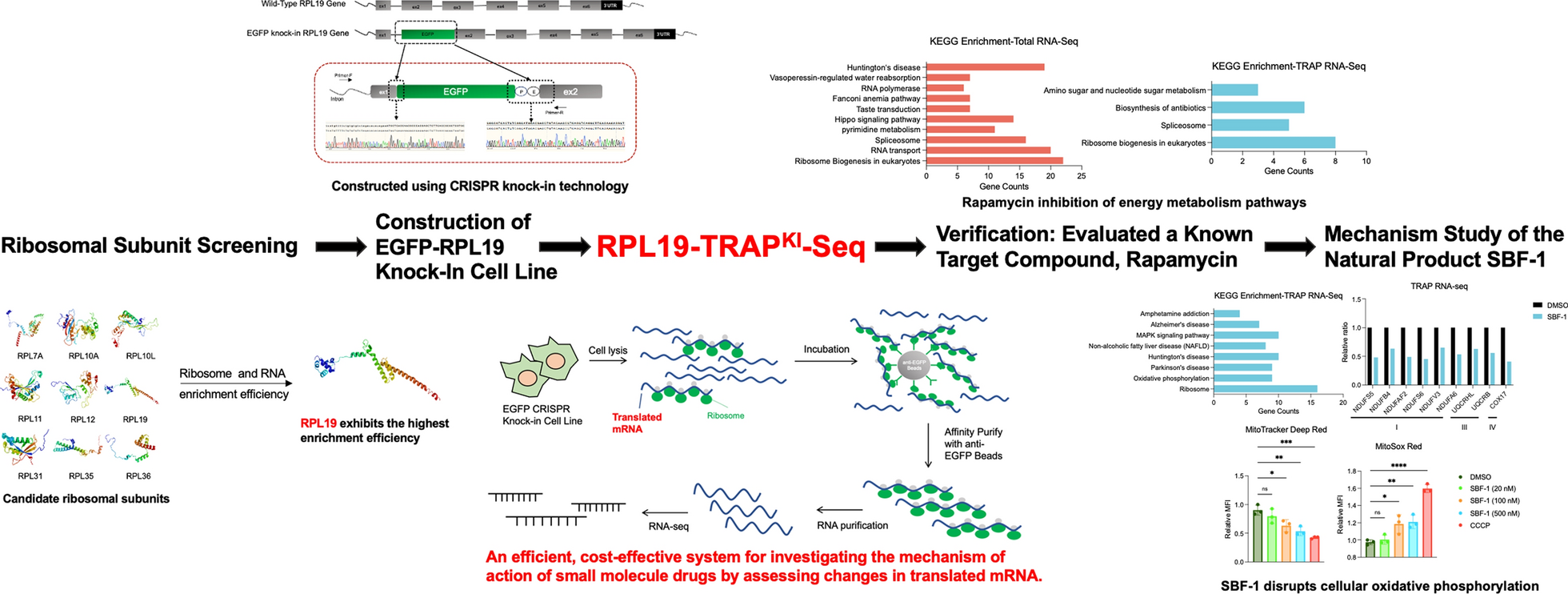 Advanced RPL19-TRAP-seq method reveals mechanism of action of bioactive compounds