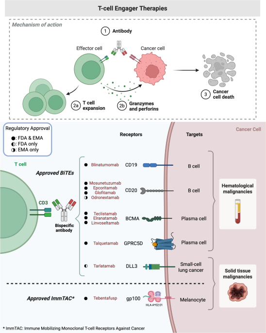 Dermatologic Adverse Events Associated with T-Cell Engager Therapy