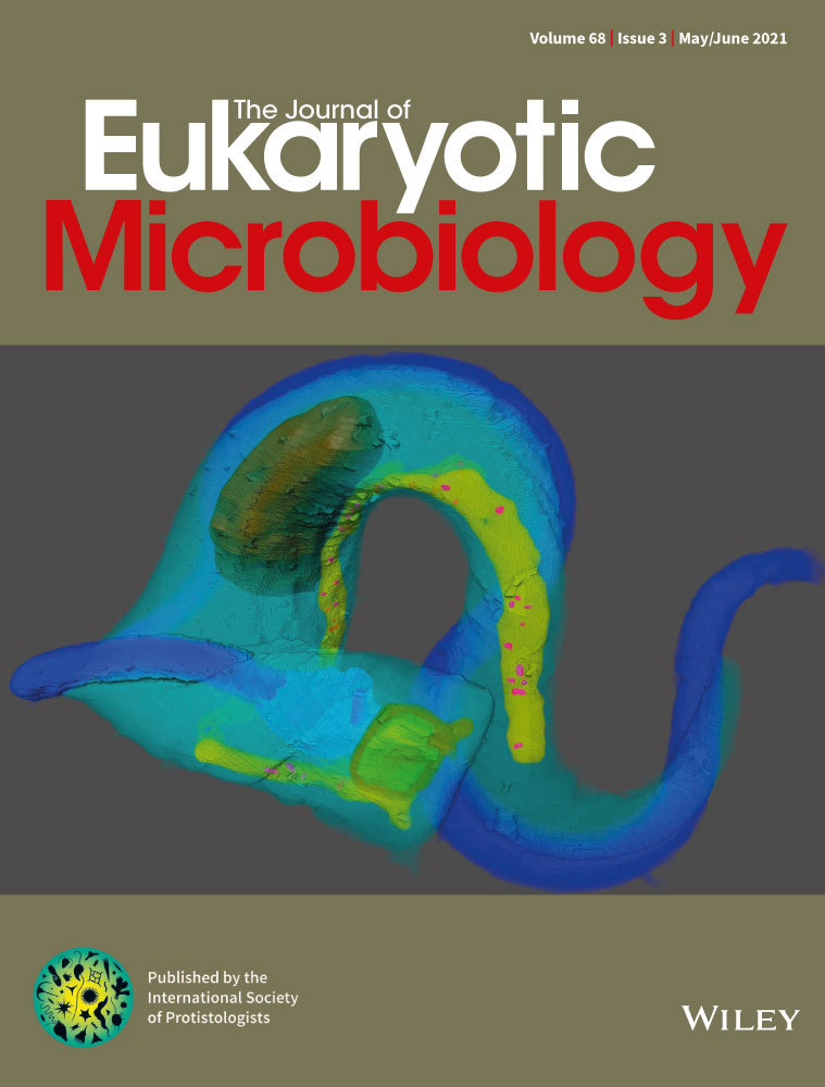 Description of Myxidium pseudocuneiforme n. sp. (Myxosporea: Myxidiidae) from Cyprinus carpio in China, with the resolution on a taxonomic dilemma of Myxidium cuneiforme