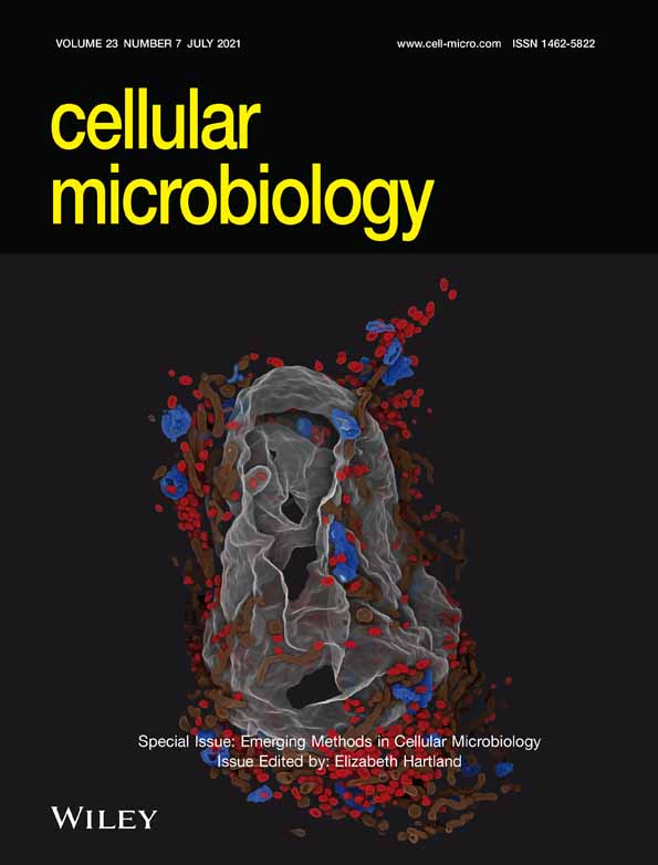 The Helicobacter pylori type IV secretion system upregulates epithelial cortactin expression by a CagA‐ and JNK‐dependent pathway