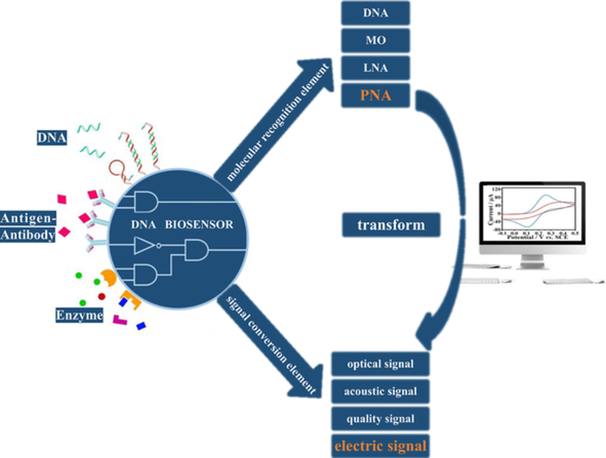 Application of peptide nucleic acid in electrochemical nucleic acid biosensors
