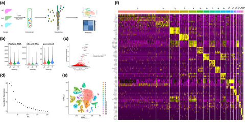 A preliminary investigation into the immune cell landscape of schistosome‐associated liver fibrosis in humans
