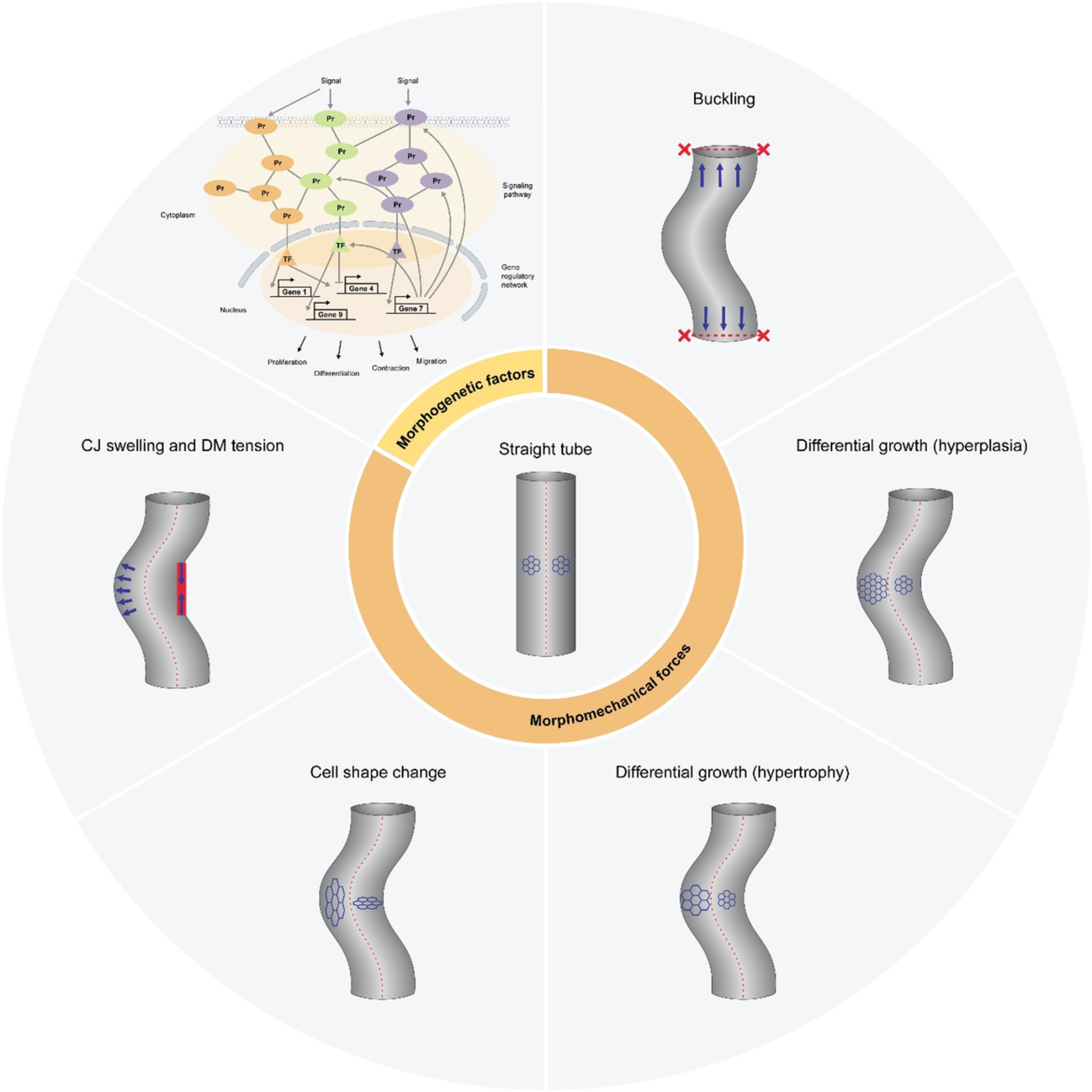 An integrative multiscale view of early cardiac looping