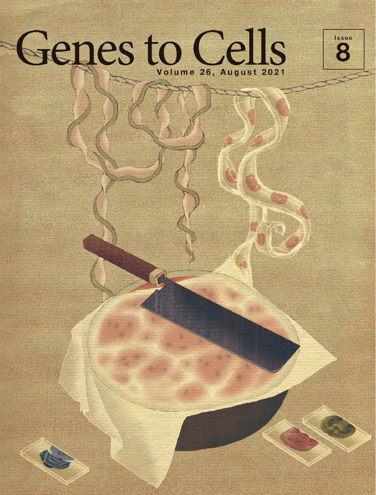 Visualizing looping of two endogenous genomic loci using synthetic zinc‐finger proteins with anti‐FLAG and anti‐HA frankenbodies in living cells