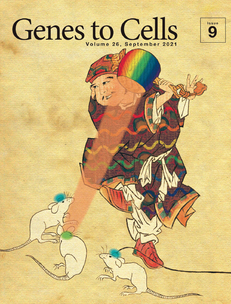 Identification of ksg1 mutation showing long‐lived phenotype in fission yeast