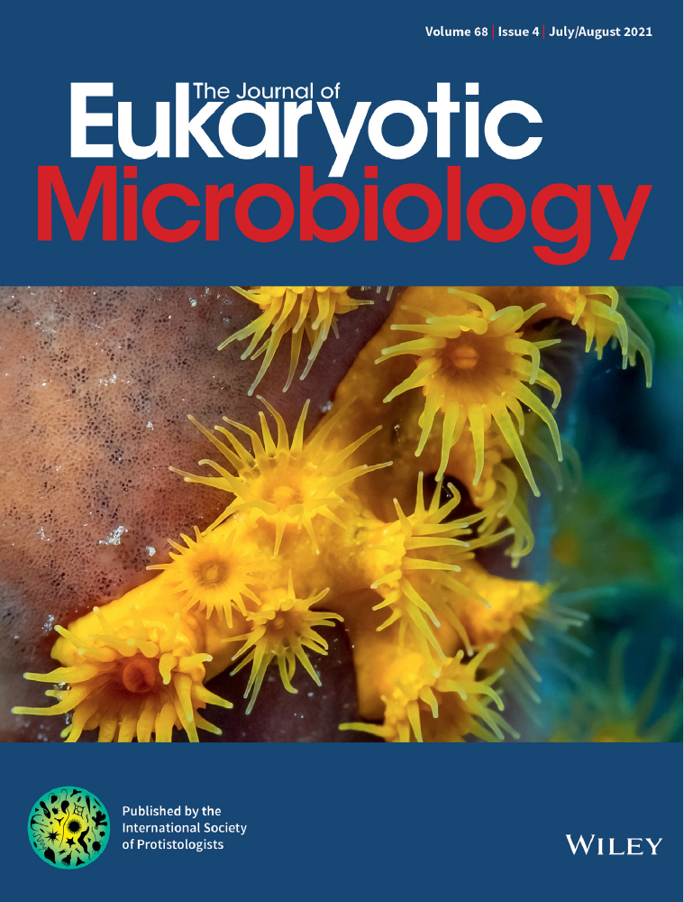 Silica‐scaled heterotrophic protists Rotosphaerida, Thaumatomonadida and Centroplasthelida in the large continuous ecosystem connecting Lake Baikal to the Kara Sea