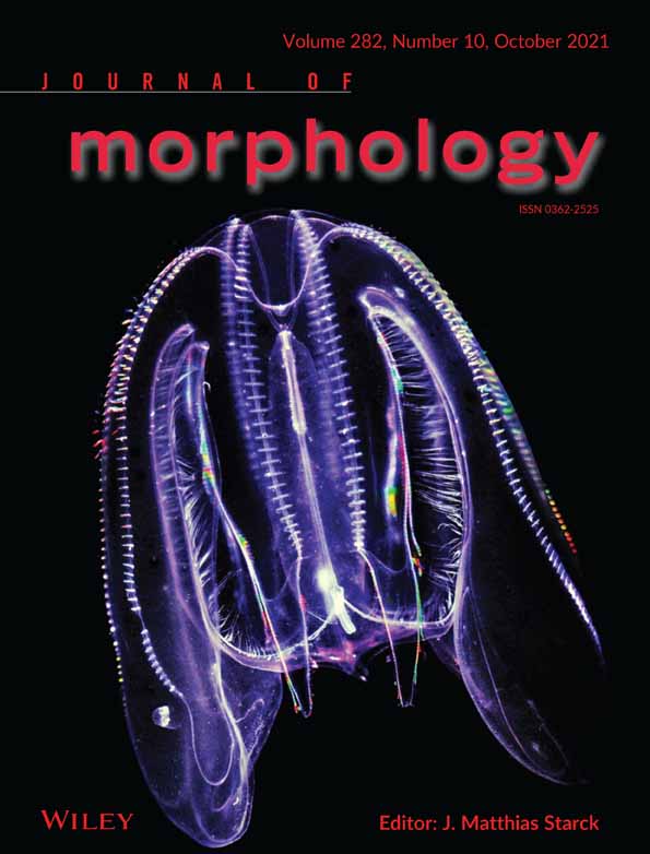 Polypide anatomy of hornerid bryozoans (Stenolaemata: Cyclostomatida)