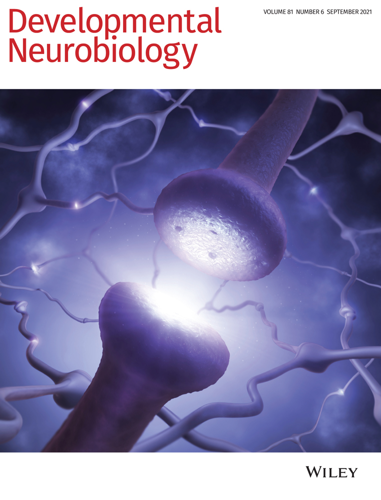 Insights into the genetic regulatory network underlying neurogenesis in the parthenogenetic marbled crayfish Procambarus virginalis