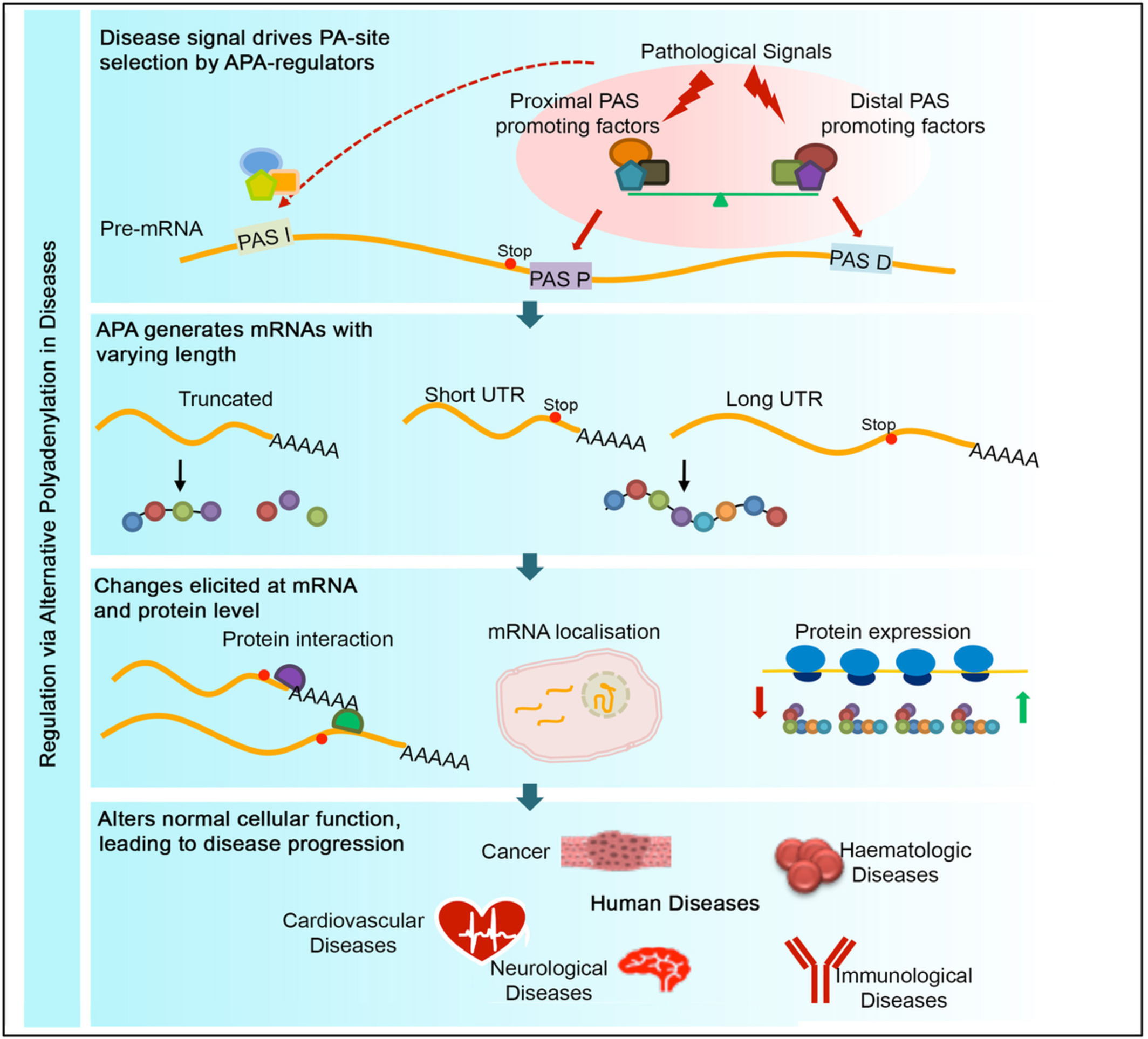 Alternative polyadenylation: An enigma of transcript length variation in health and disease