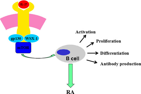 Altered peripheral B lymphocyte homeostasis and functions mediated by IL‐27 via activating the mammalian target of rapamycin signaling pathway in patients with rheumatoid arthritis