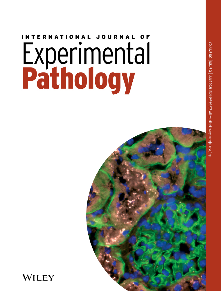A simple optical tissue clearing pipeline for 3D vasculature imaging of the mediastinal organs in mice