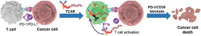 T Cell‐Signaling‐Responsive Conjugate of Antibody with siRNA to Overcome Acquired Resistance to anti‐PD‐1 Immunotherapy