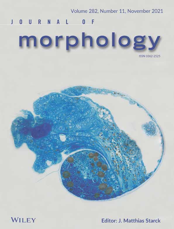 Sand accumulation in the digestive tract of rabbits (Oryctolagus cuniculus) and guinea pigs (Cavia porcellus): the role of the appendix