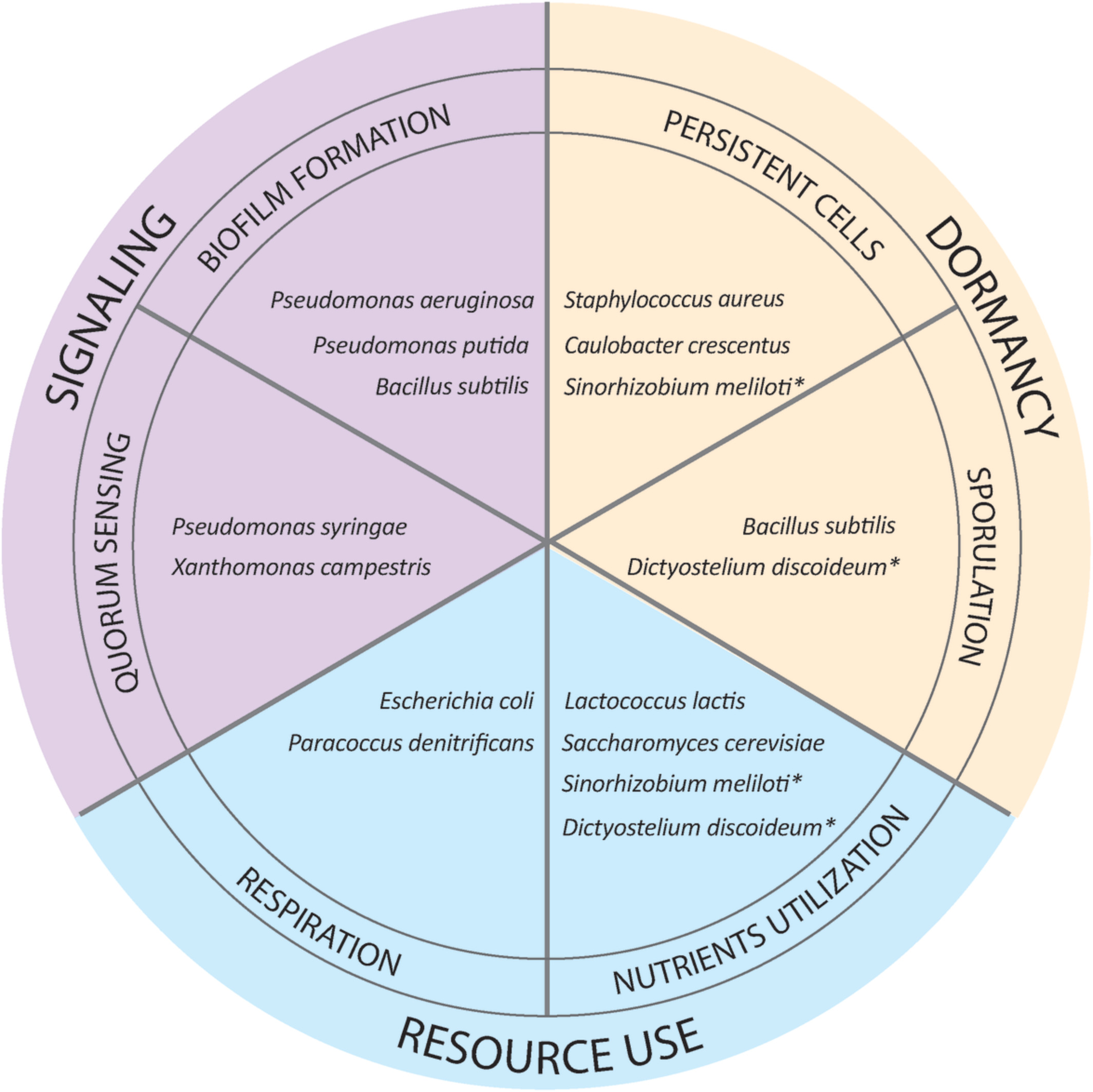 Diversity of bet‐hedging strategies in microbial communities—Recent cases and insights