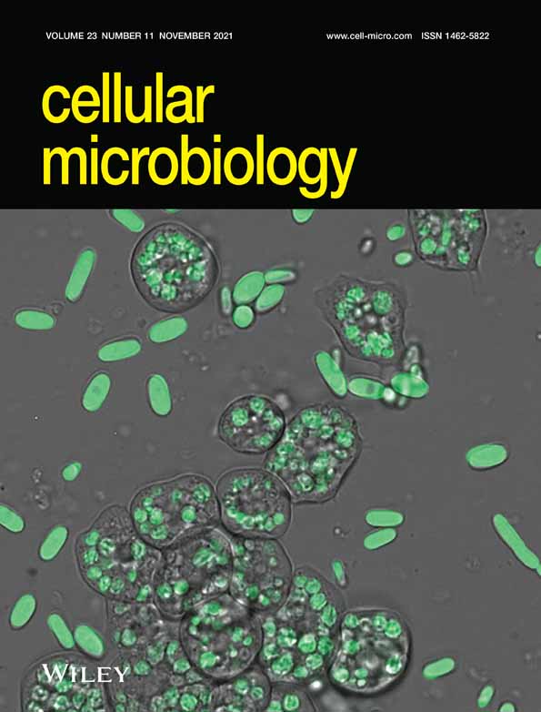 Hepatitis B virus envelope proteins can serve as therapeutic targets embedded in the host cell plasma membrane