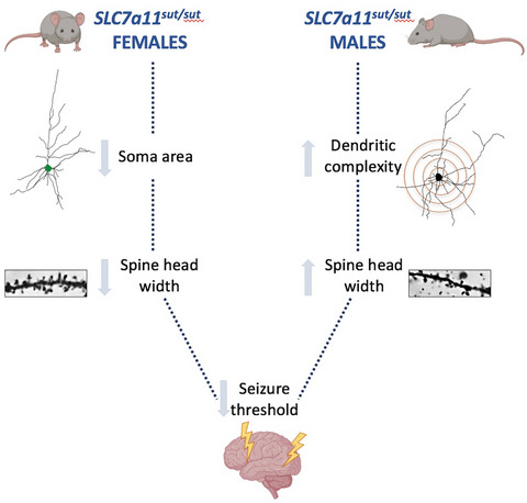 Hyperexcitability and brain morphological differences in mice lacking the cystine/glutamate antiporter, system xc−
