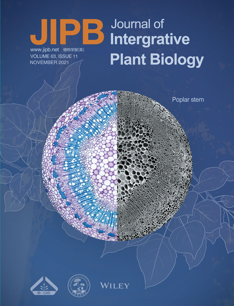 Anti‐microtubule activity of the traditional Chinese medicine herb Northern Ban Lan (Isatis tinctoria) leads to glucobrassicin