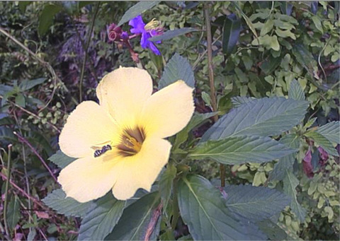 Even small forest patches increase bee visits to flowers in an oil palm plantation landscape