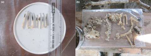 What do adult black caiman (Melanosuchus niger) actually eat?