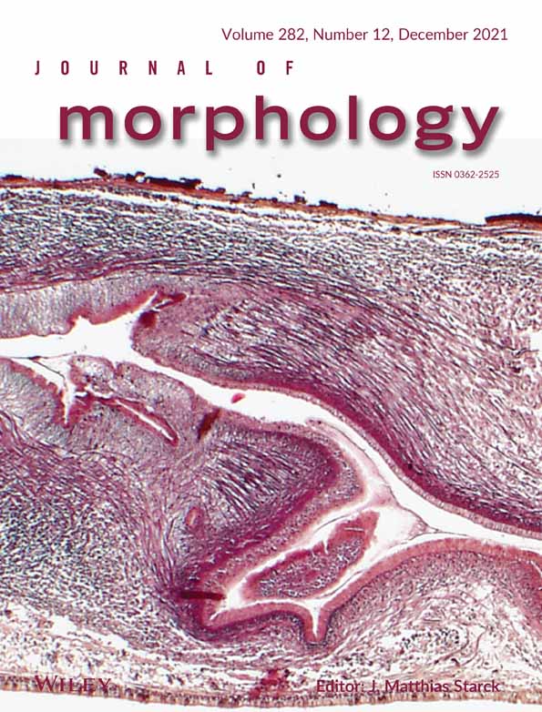 The morphology of the suboccipital region in snakes, and the anatomical and functional diversity of the myodural bridge