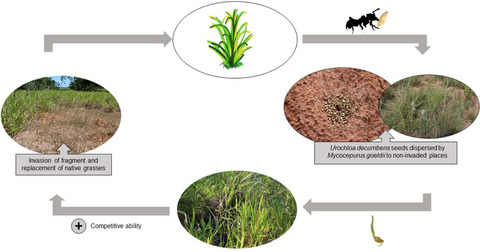 Native ants help to spread an invasive African grass in the Cerrado