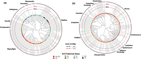 Anticipating the potential impacts of Batrachochytrium salamandrivorans on Neotropical salamander diversity