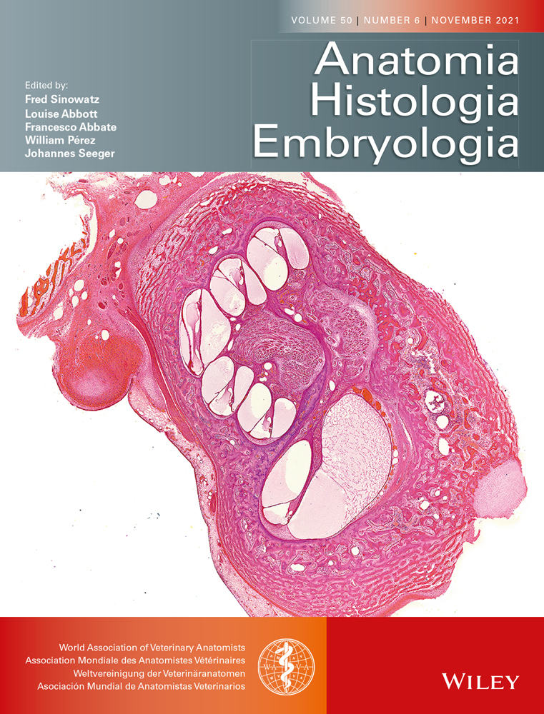 Spermatogenesis in a vulnerable South American cervid, dwarf red brocket (Mazama rufina)