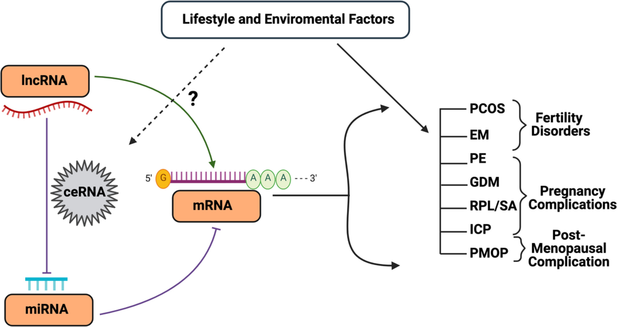 Non‐coding RNAs and their cross‐talks impacting reproductive health of women