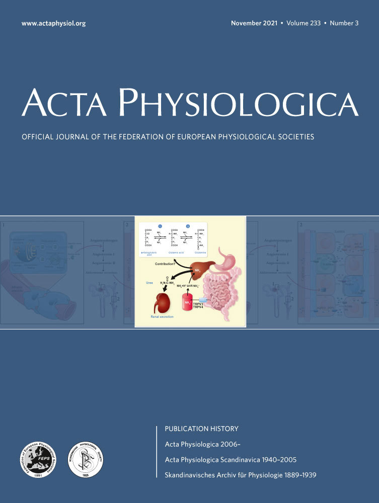 Muscle volume is a major determinant of joint torque in humans