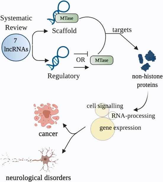 Long noncoding RNA‐dependent methylation of nonhistone proteins