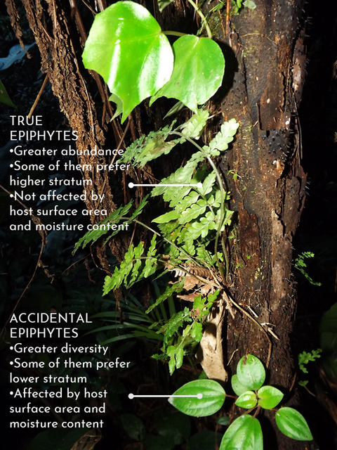 Neglected epiphytism: Accidental epiphytes dominate epiphytic communities on tree ferns in the Atlantic Forest