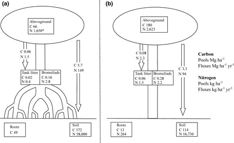 Litter‐trapping tank bromeliads in five different forests: Carbon and nutrient pools and fluxes