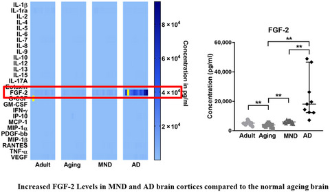 Normal aging, motor neurone disease, and Alzheimer’s disease are characterized by cortical changes in inflammatory cytokines