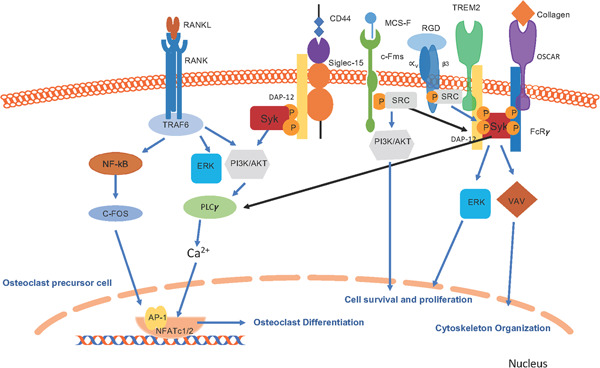 Molecular structure, expression, and the emerging role of Siglec‐15 in skeletal biology and cancer