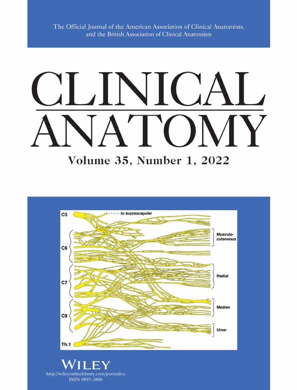 Abstracts presented at the On‐Line Meeting of the British Association of Clinical Anatomists on September 9, 2020