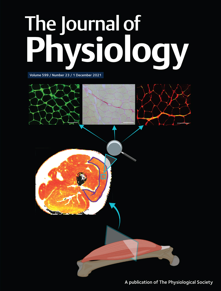 Neurotransmitter regulation rather than cell‐intrinsic properties shapes the high‐pass filtering properties of olfactory bulb glomeruli