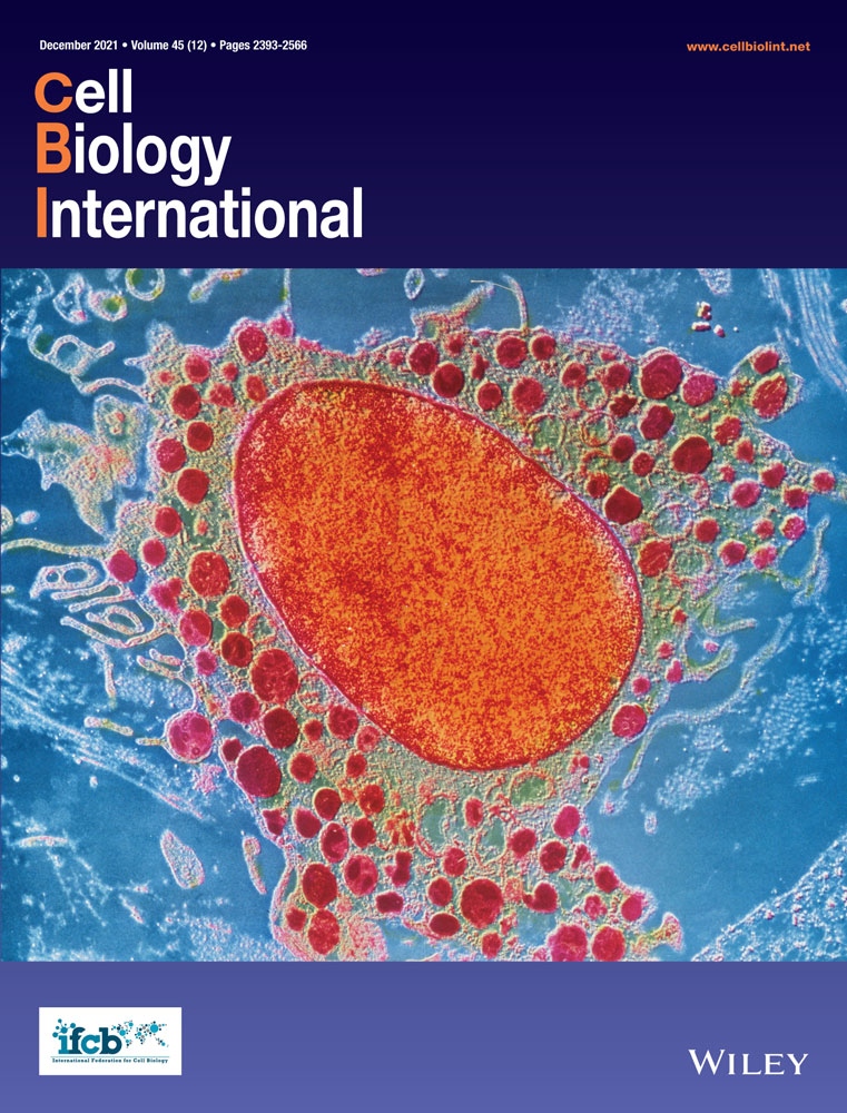 Ribosome ADP‐ribosylation: a mechanism for maintaining protein homeostasis in cancers