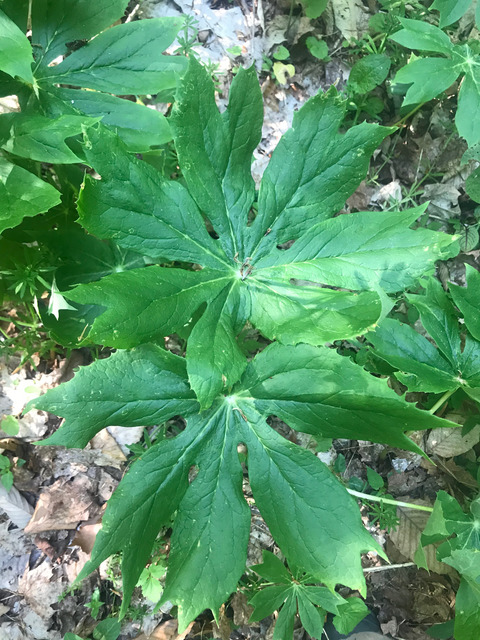 Variation in the location and timing of experimental severing demonstrates that the persistent rhizome serves multiple functions in a clonal forest understorey herb