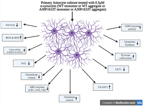 Impact of monomeric and aggregated wild‐type and A30P/A53T double‐mutant α‐synuclein on antioxidant mechanism and glutamate metabolic profile of cultured astrocytes