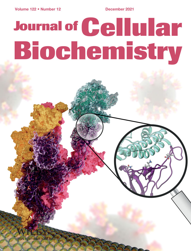 Detection of sieric BAG3 in patients affected by cardiovascular diseases: State of art and perspectives