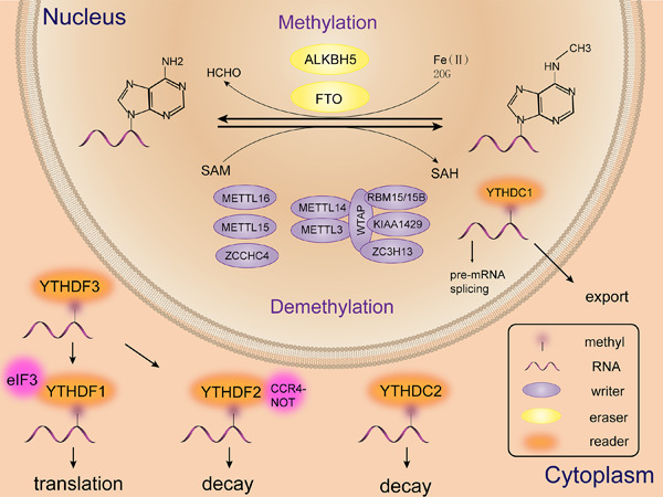 RNA N6‐methyladenosine in nonocular and ocular disease