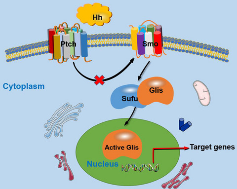 Research progress on the hedgehog signalling pathway in regulating bone formation and homeostasis