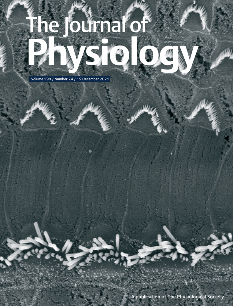 Notch1 promotes revascularization through modulation of downstream vascular patterning signaling