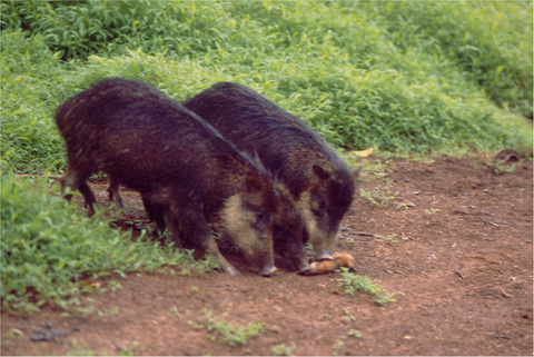 Heterospecific infanticide among sympatric peccaries in Costa Rica