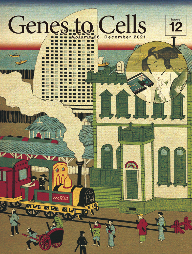 Growth and division mode plasticity is dependent on cell density in marine‐derived black yeasts