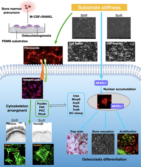 Substrate stiffness regulates the differentiation profile and functions of osteoclasts via cytoskeletal arrangement
